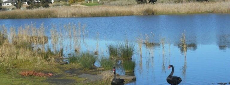 A lake with two black swans