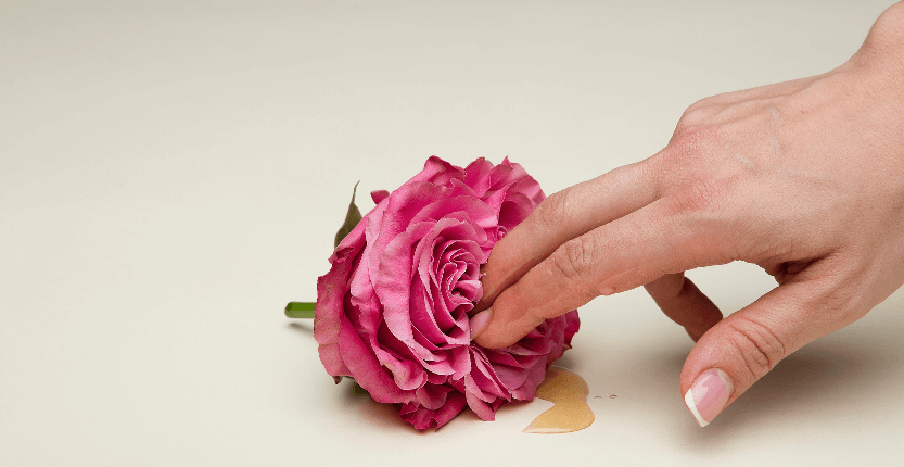 A person's hands placed inside a rose