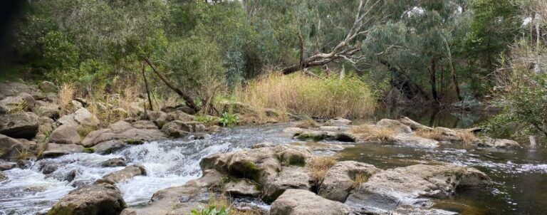 A gushing creek with various rocks peeking through the water and shrubs and trees surrounding