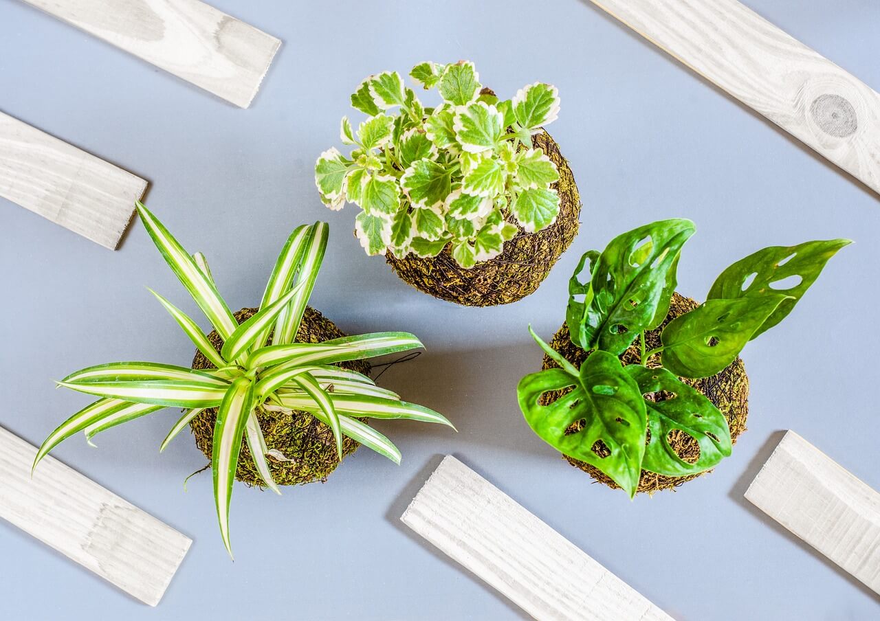 An aerial shot of three different types of pot plants with planks of wood evenly spaced around