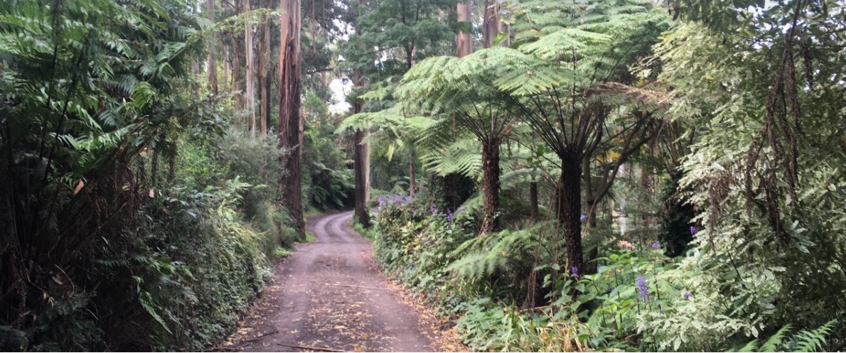 a bush track surrounded by trees