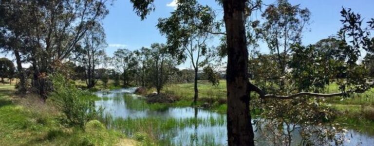 A lake surrounded by trees in broad daylight