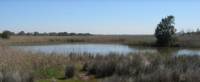 A small lake with tall grass and a tree growing around it