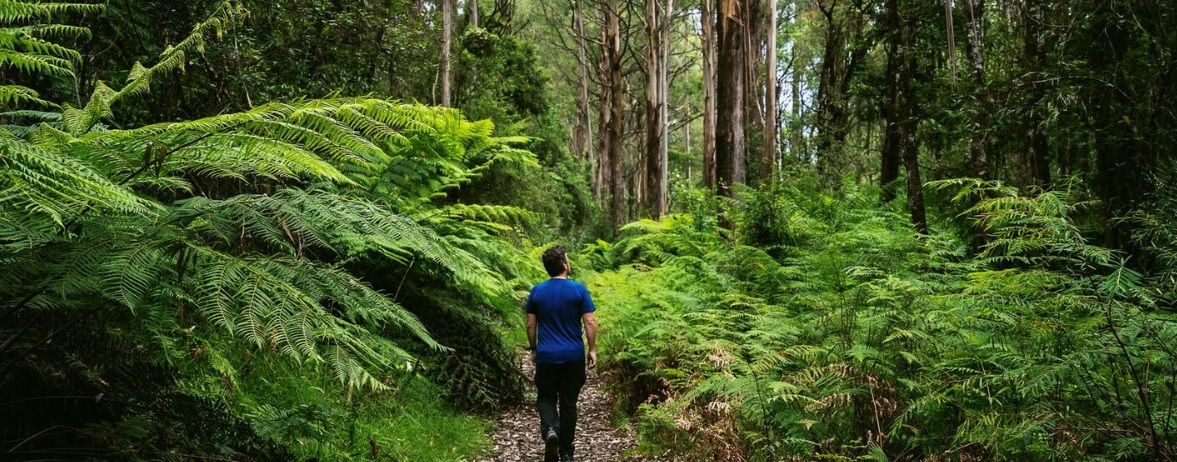 A person is on a bush trail and is surrounded by ferns and tall trees