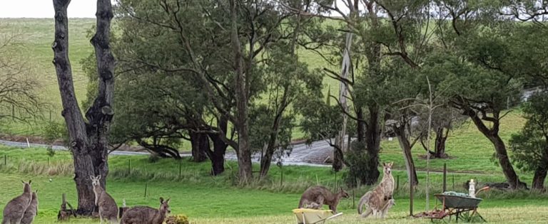 A group of curious kangaroos and lush green fields with trees.