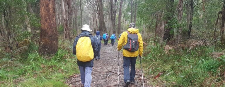 A bush track with a large group of people walking along it.