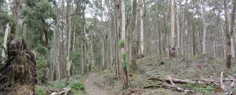 A long shot of a bush track with Eucalyptus trees surrounding it