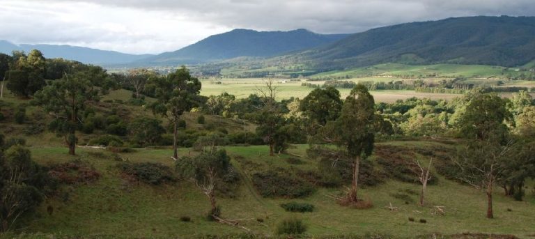 Warramate Hills Nature Reserve. A vast horizon with rolling hills, trees and other lush greenery.