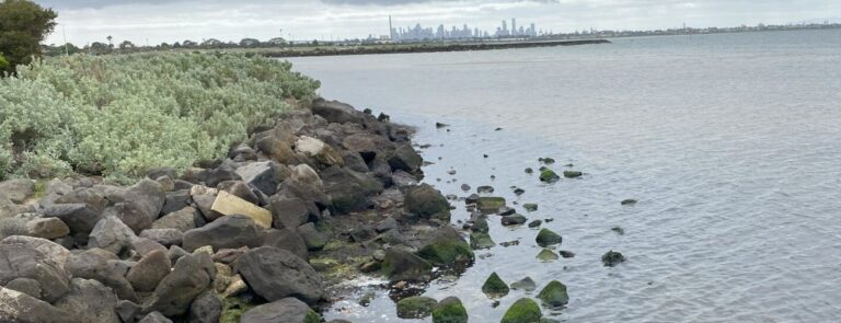 Rocks and vegetation next to an open body of water with the city in the distance