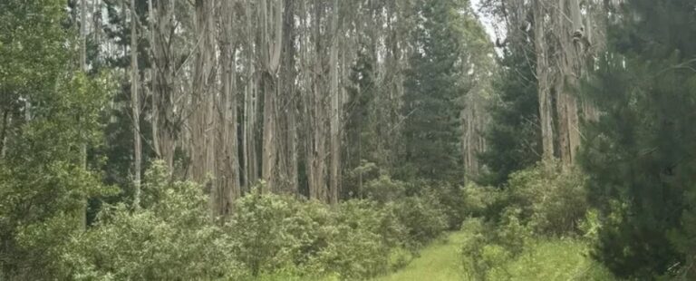 a forest with small shrubs and tall trees