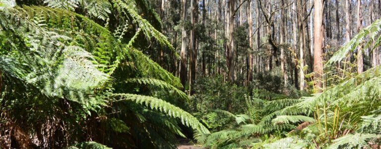 A bush-walk with ferns and tall trees