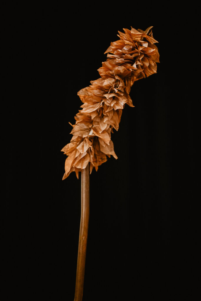 an orange flora stem