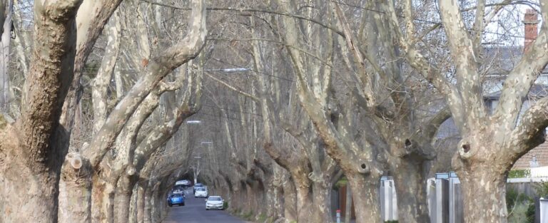 A road with large overhanging winter trees lining the street and parked cars