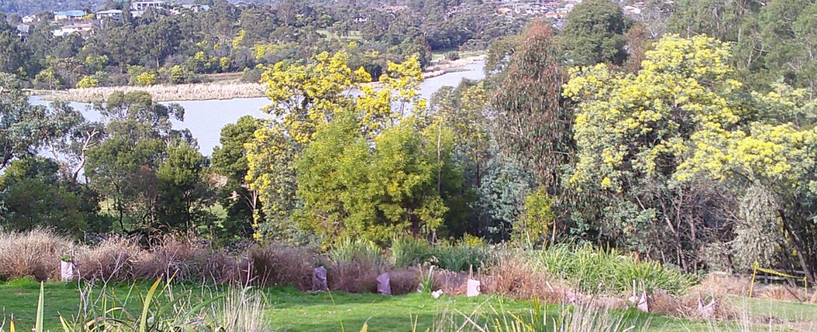 Native flowers and trees situated in font of a large river